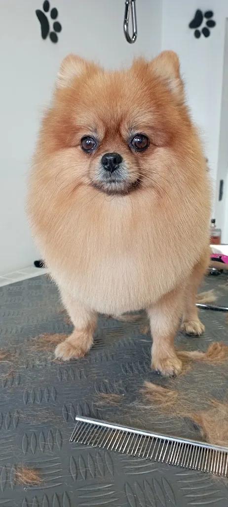 Reiki dog Lens - photo 1