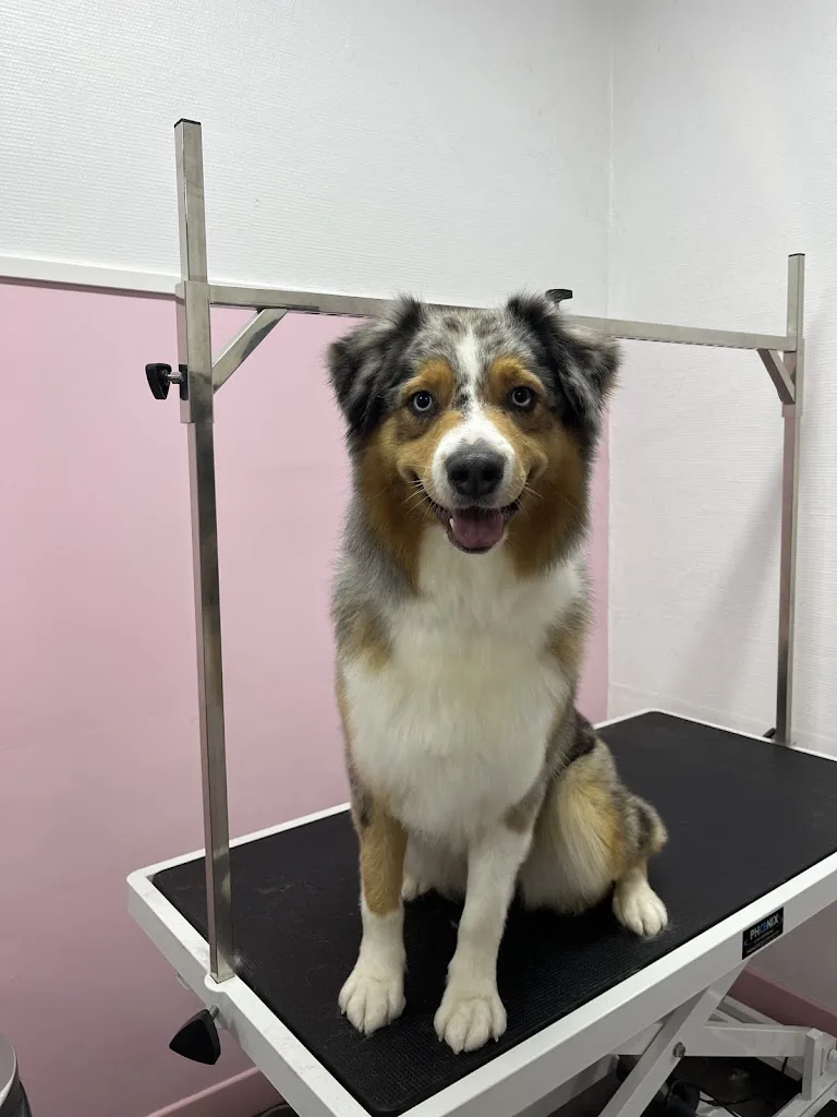 Zoologic Dog Wash - photo 3