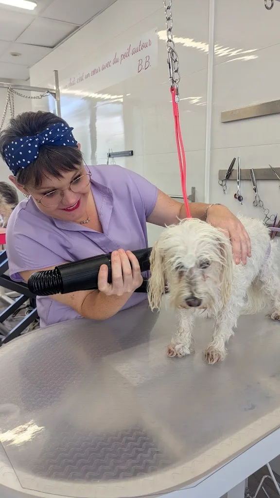 Eliwa massage et soins canin - photo 1
