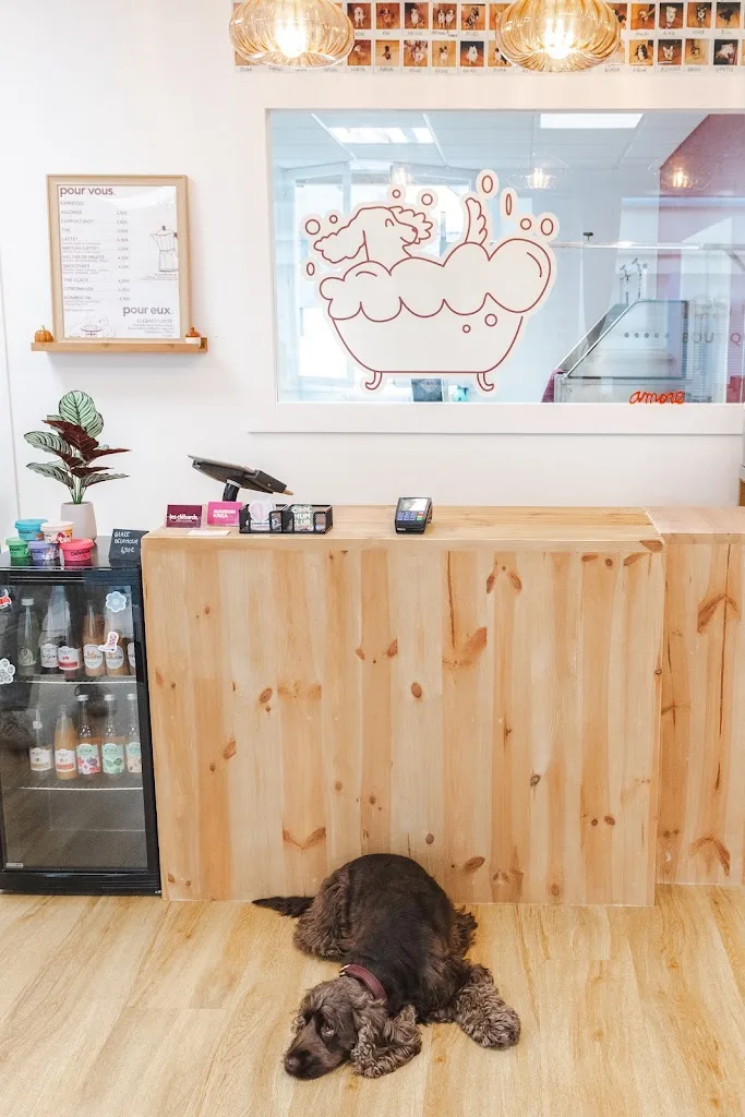 Les clébards - concept store canin - photo 3