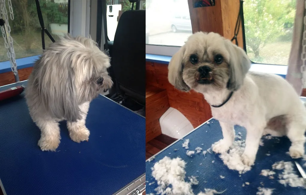Cani'mousse - photo 2