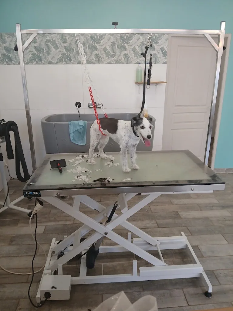 Salon de toilettage Dog paradise lorris - photo 2