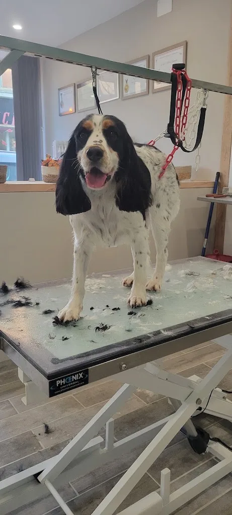 Salon de toilettage Dog paradise lorris - photo 3