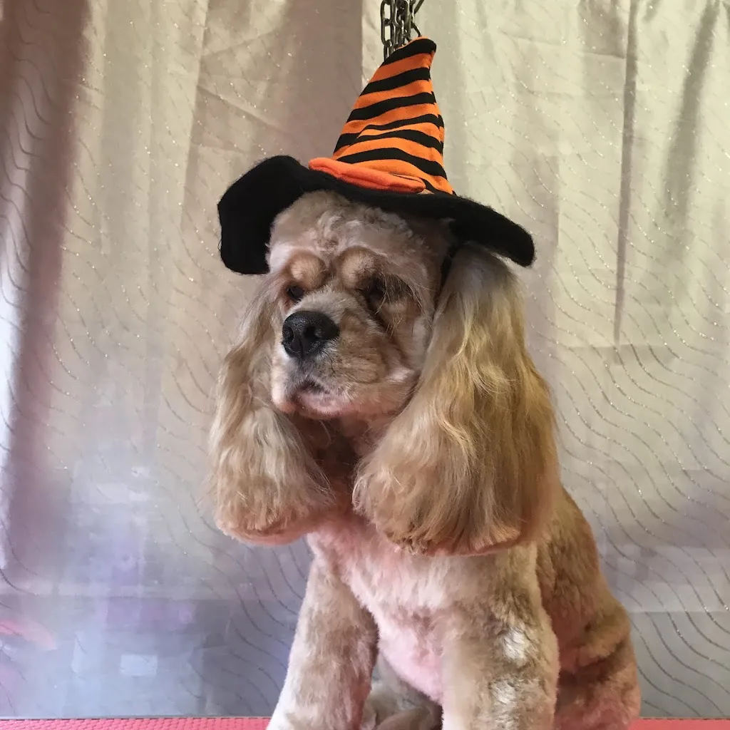 Miss Lola toilettage uniquement sur rendez-vous - photo 2