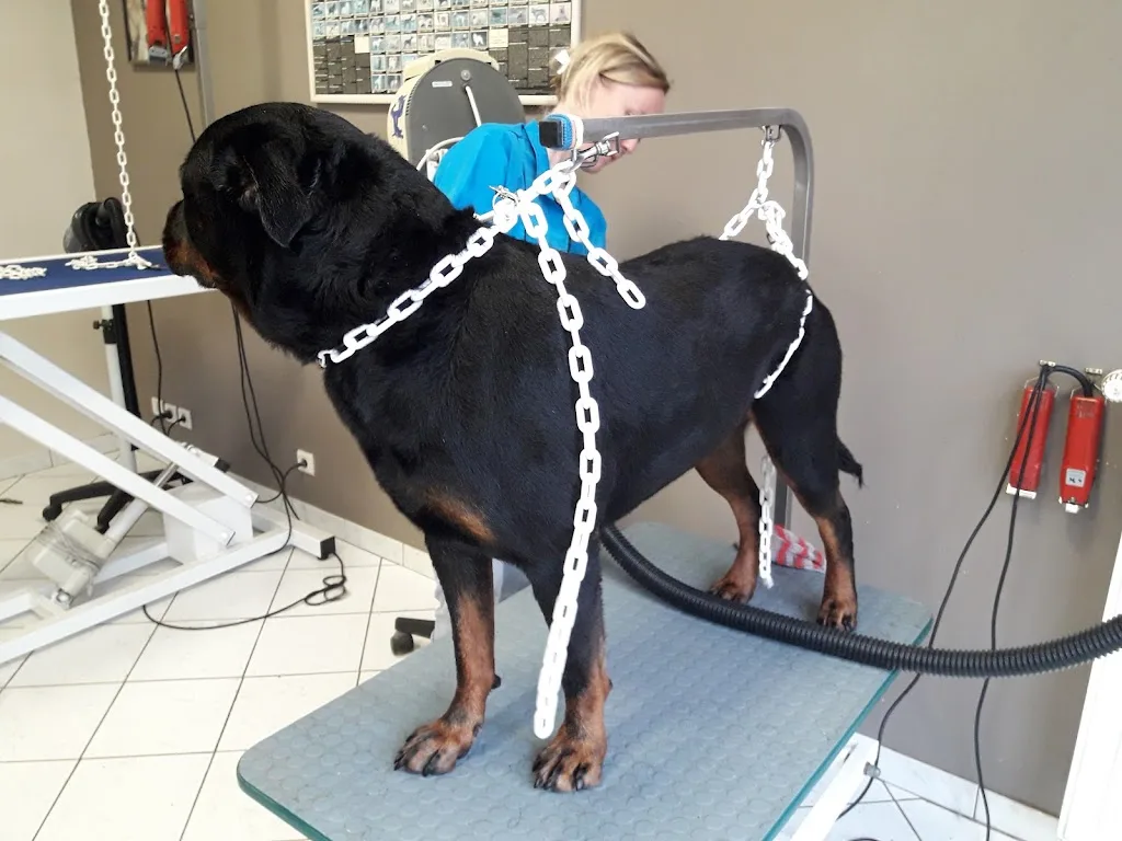 Planète Dogs - photo 1