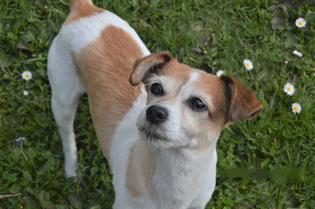 Estheti Canin - photo 2