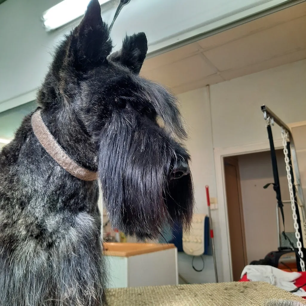 Art Et Beaute Canine - photo 1