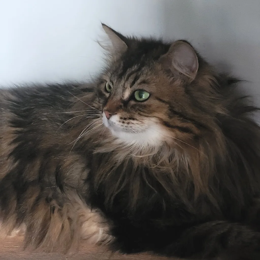 Ka'nine & patounes - photo 1