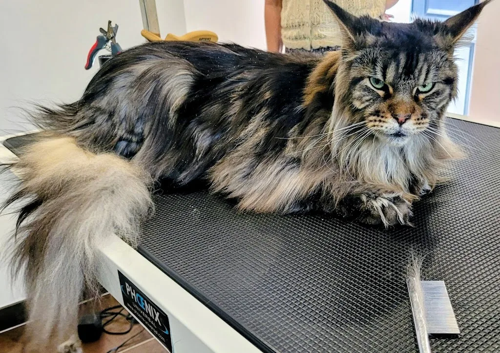 Ka'nine & patounes - photo 2