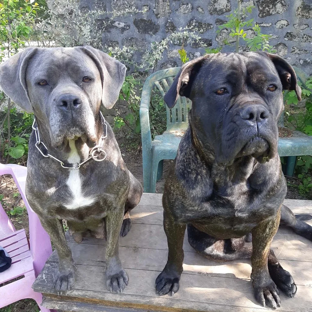 Dogs Services - photo 3
