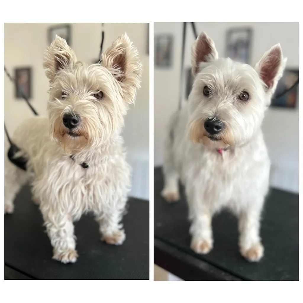 Lovely Dogs - photo 1