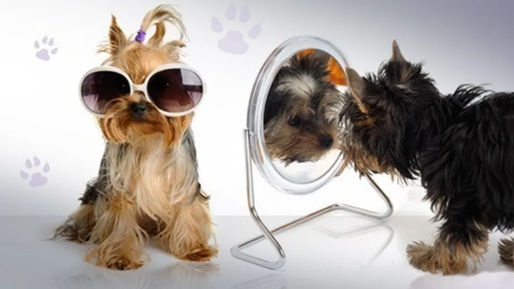 Dolce Dog - photo 2