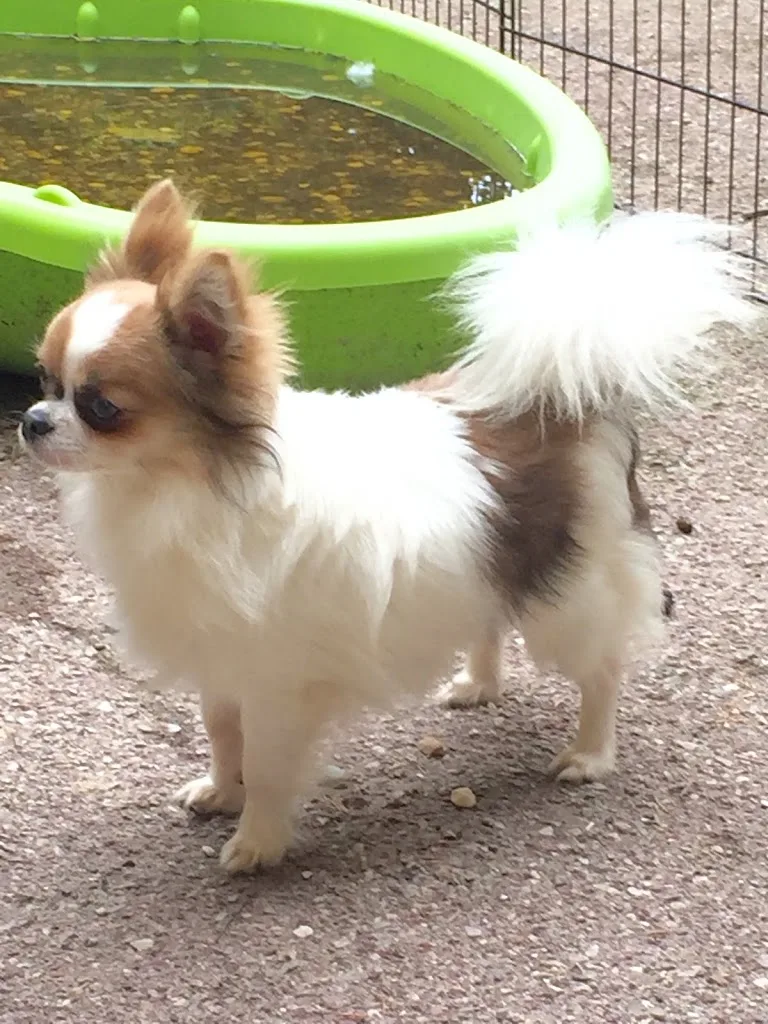 Toilettage Jade - toilettage chien - photo 2