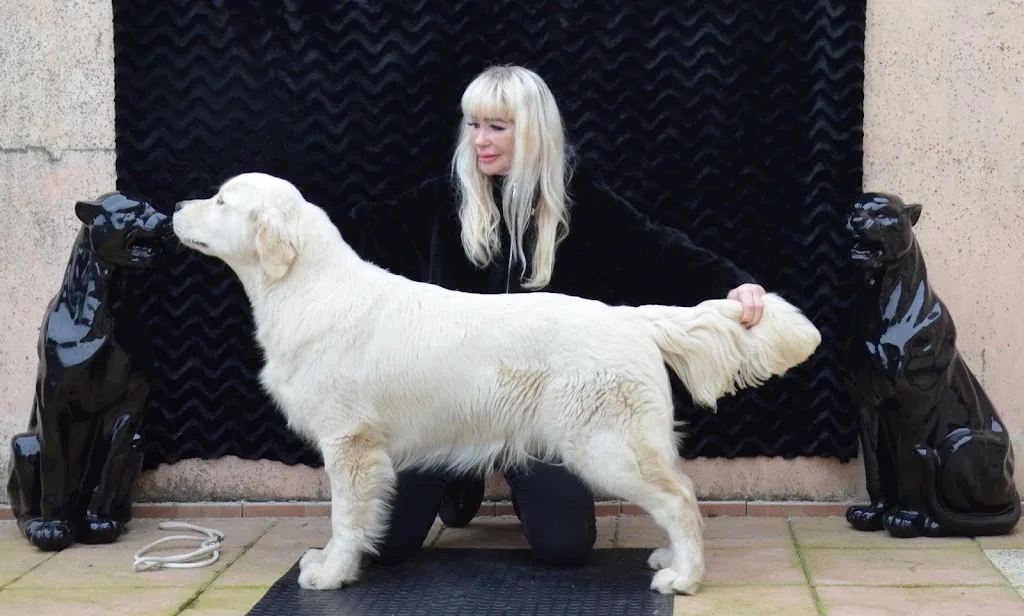 Les Goldens du Château et la Chatterie du Château Hatton - photo 3