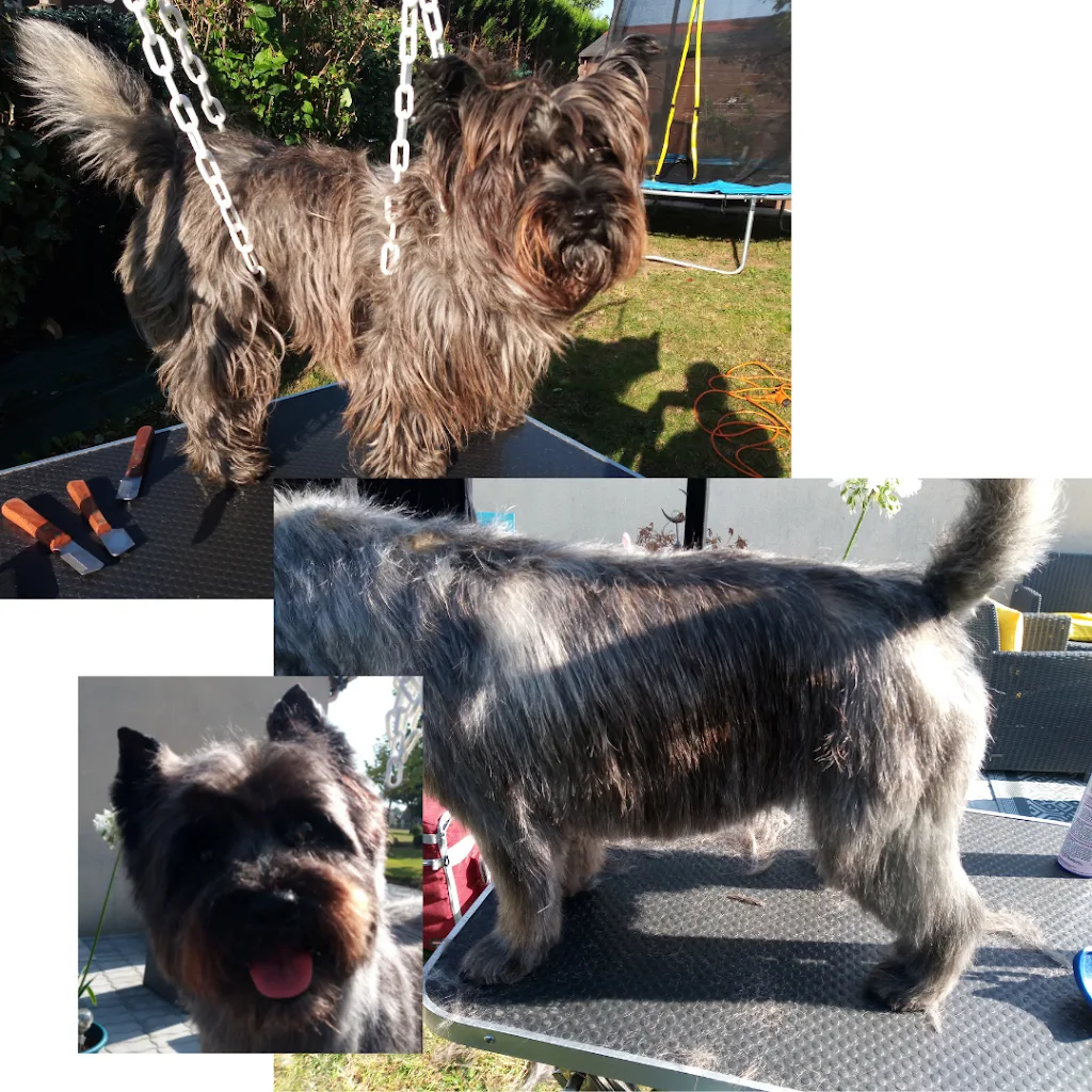 Le Magichien d'Or - EI - Toilettage & Pet Sitter à domicile (28/78/27) - photo 2