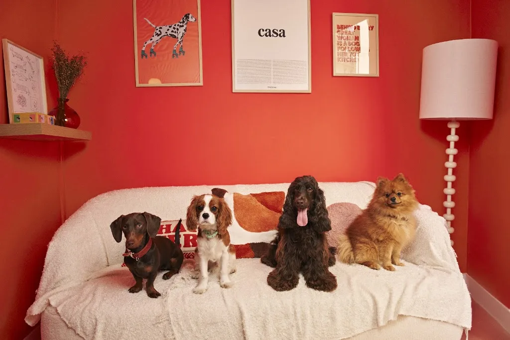 CASA DEL DOGGO • Dog Bakery & Grooming - photo 2