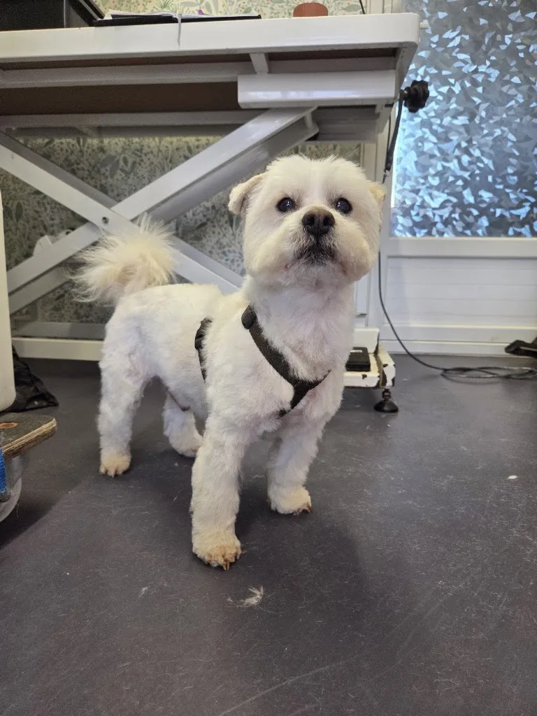 Le Chien Chic - photo 2