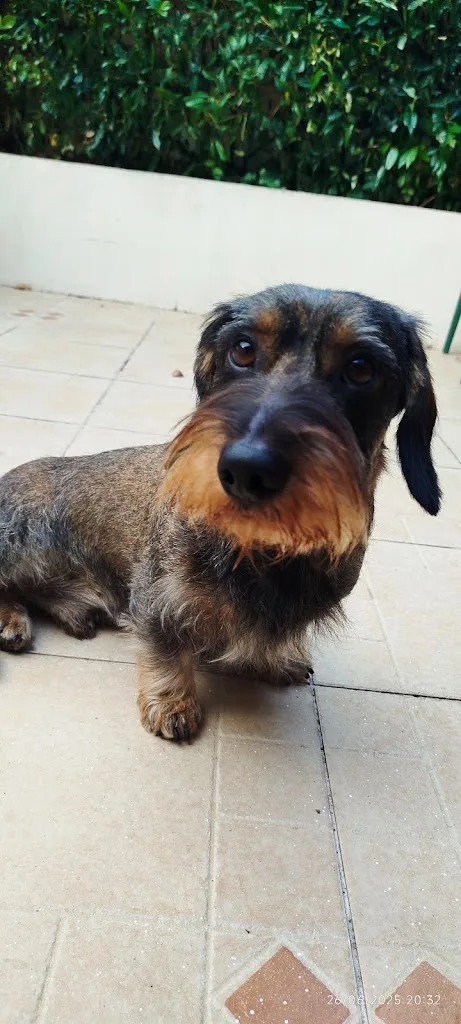 Les'ti chiens et chats - photo 2