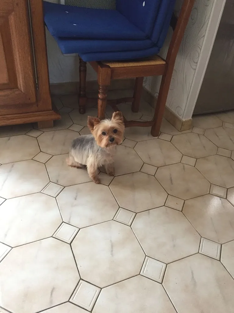 Douceur Canine - photo 2