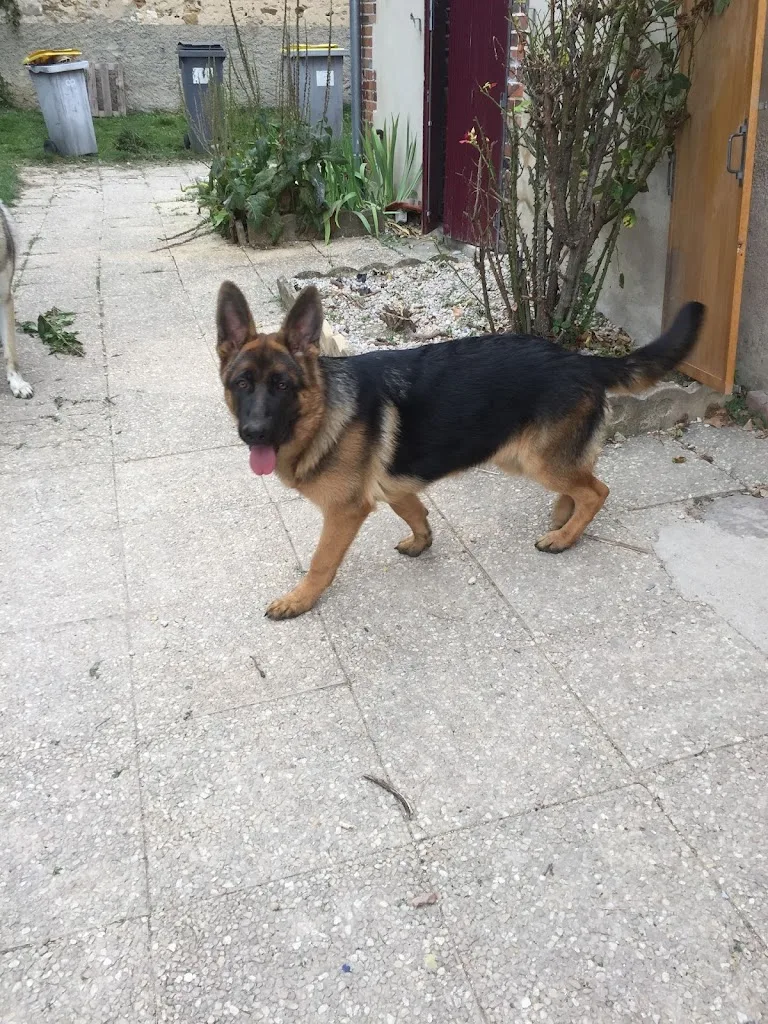 Douceur Canine - photo 3