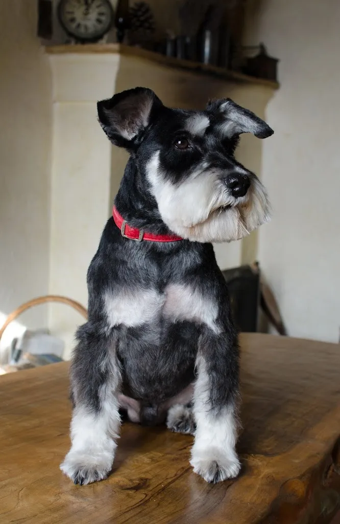 Le Chien Des Baous - photo 2