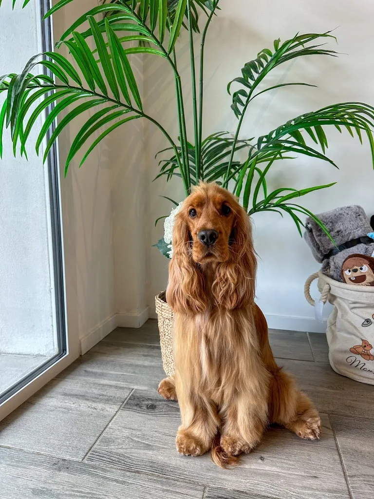 Les Baigneurs Canins - photo 2