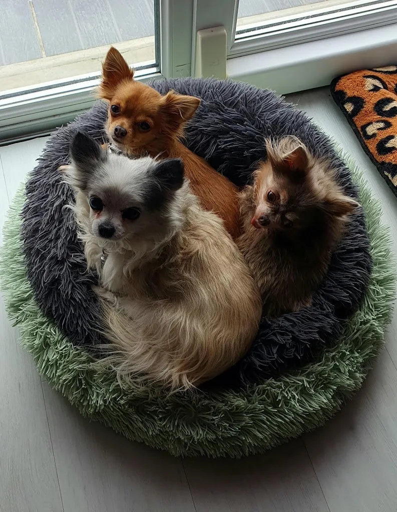 Le Chien Coquet - photo 1