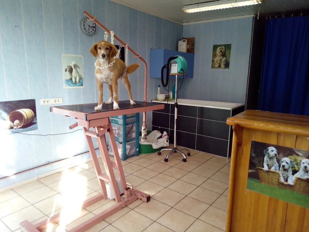 Le Chien Coquet - photo 3