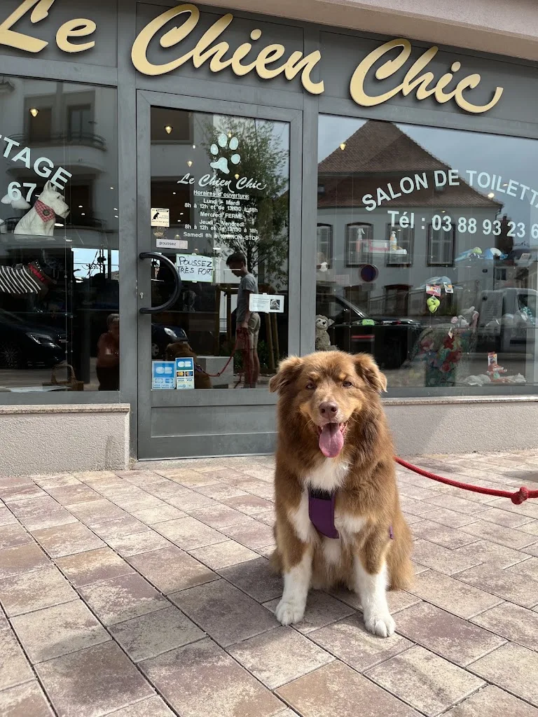LE CHIEN CHIC Salon de Toilettage Chien et Chat Haguenau - photo 3
