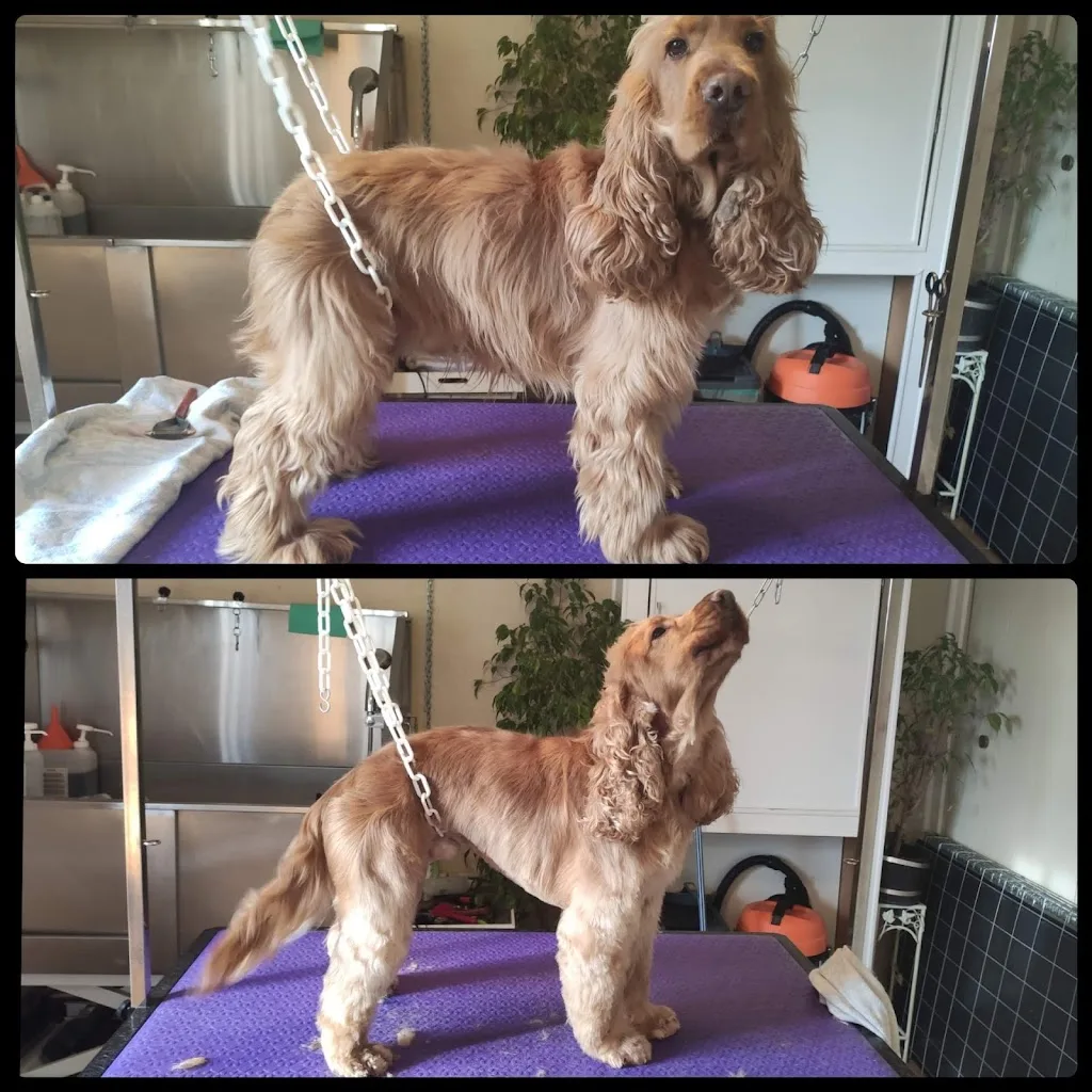 Volpino toilettage canin - photo 3