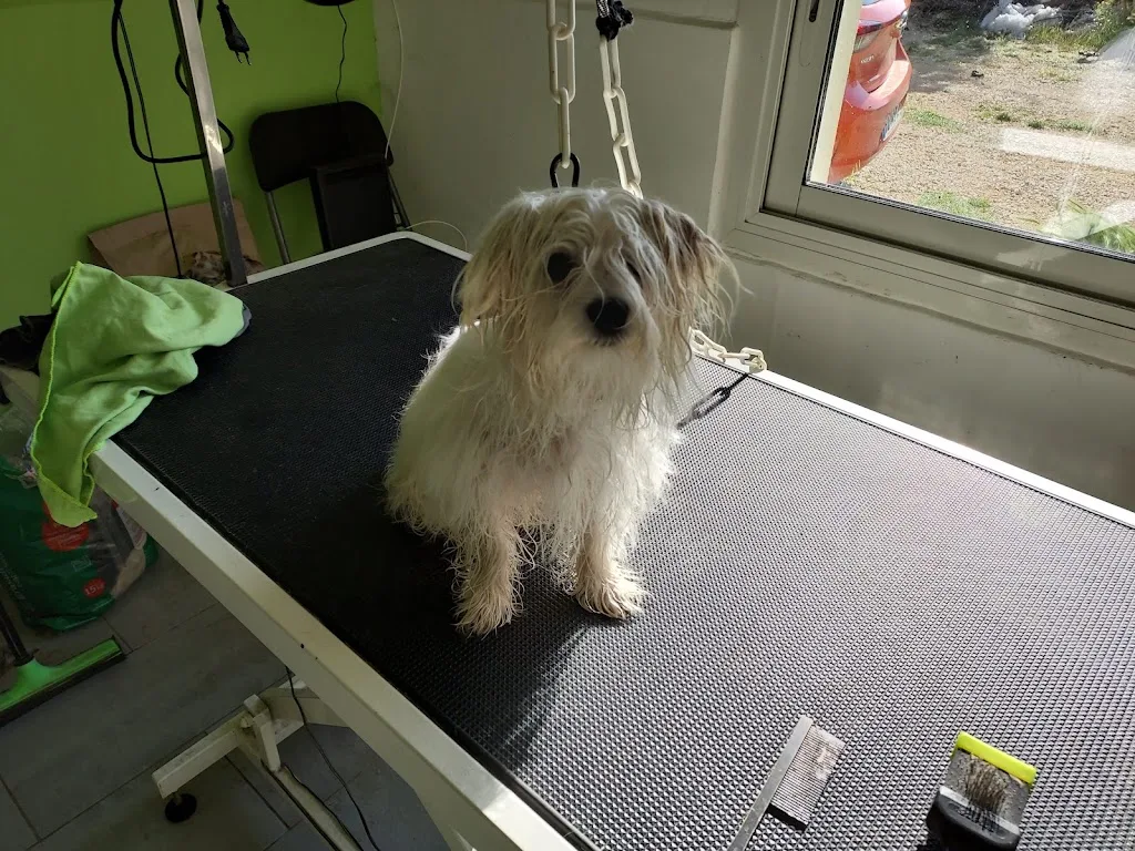 Toilettage Canin - photo 1