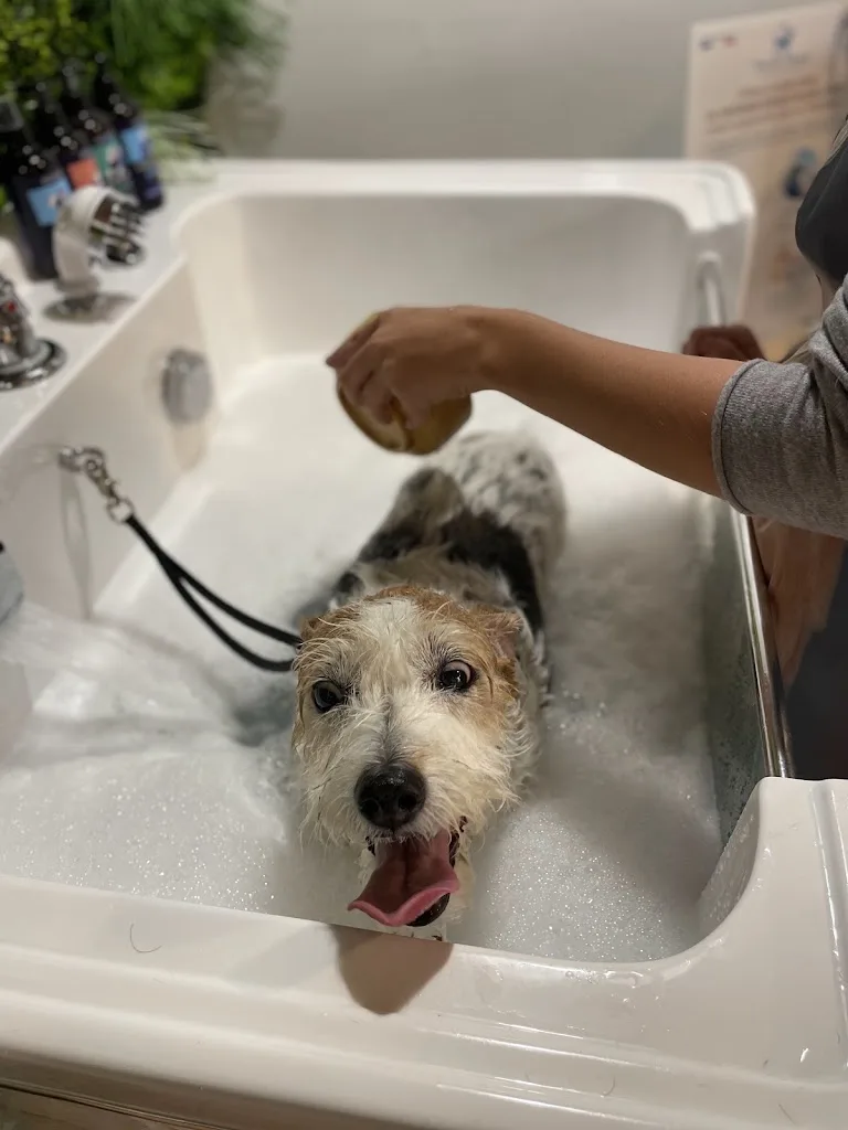 Dog Show & Spa - photo 3