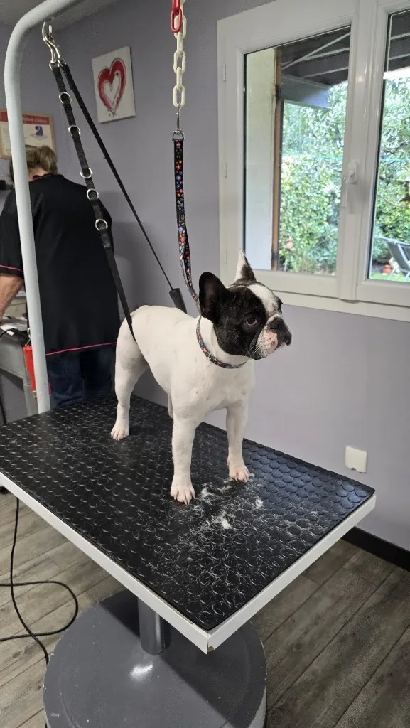 L'atelier Canin - Salon de toilettage - photo 1