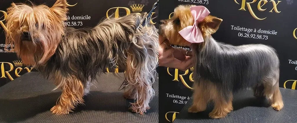 Rex Toilettage à domicile - photo 2