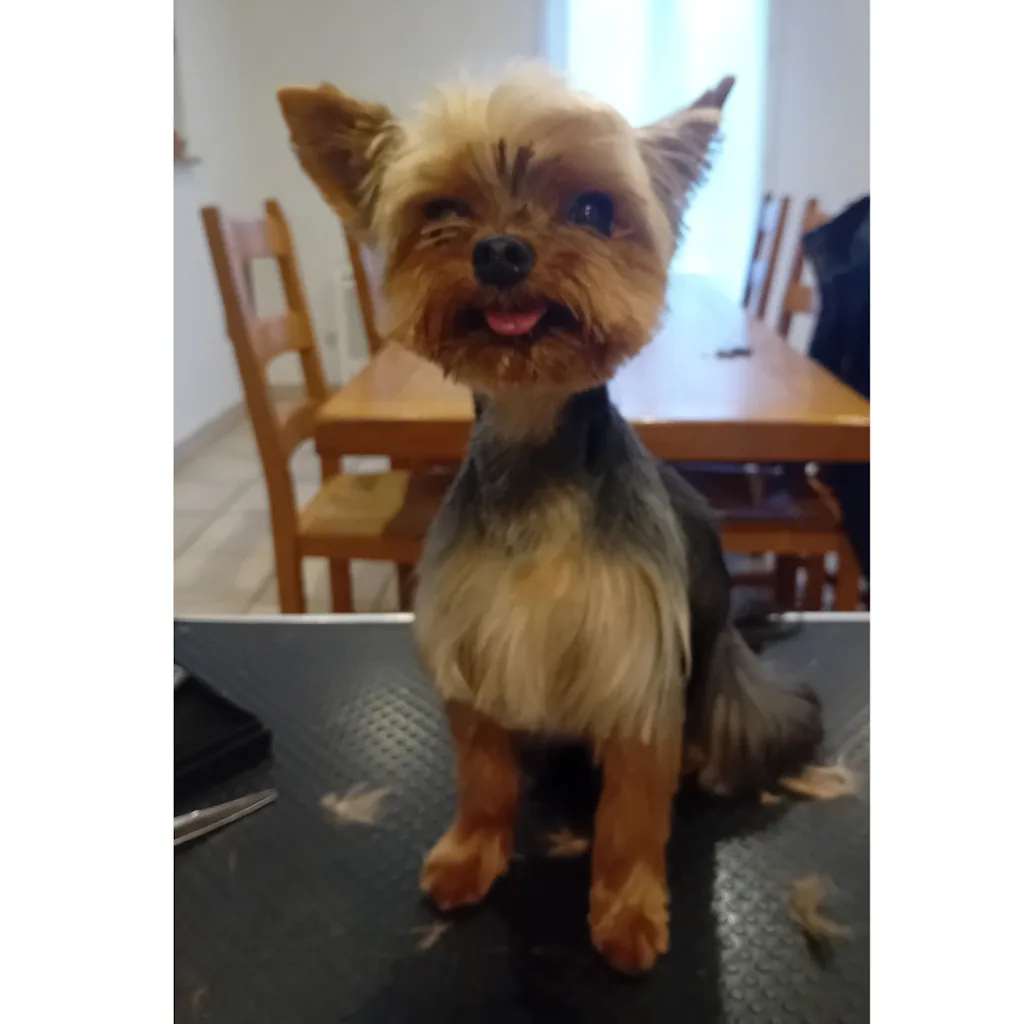Tif Can Chic - Toilettage canin à domicile dans le canton de Fayence et alentours 😊 - photo 2