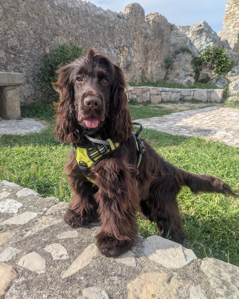 Tif Can Chic - Toilettage canin à domicile dans le canton de Fayence et alentours 😊 - photo 3