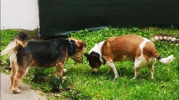 Patou’seul toilettage Et Garde d’animaux autour de St Pol sur Ternoise - photo 1