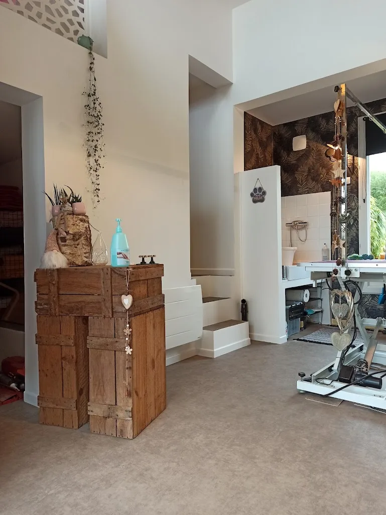 Patou’seul toilettage Et Garde d’animaux autour de St Pol sur Ternoise - photo 2