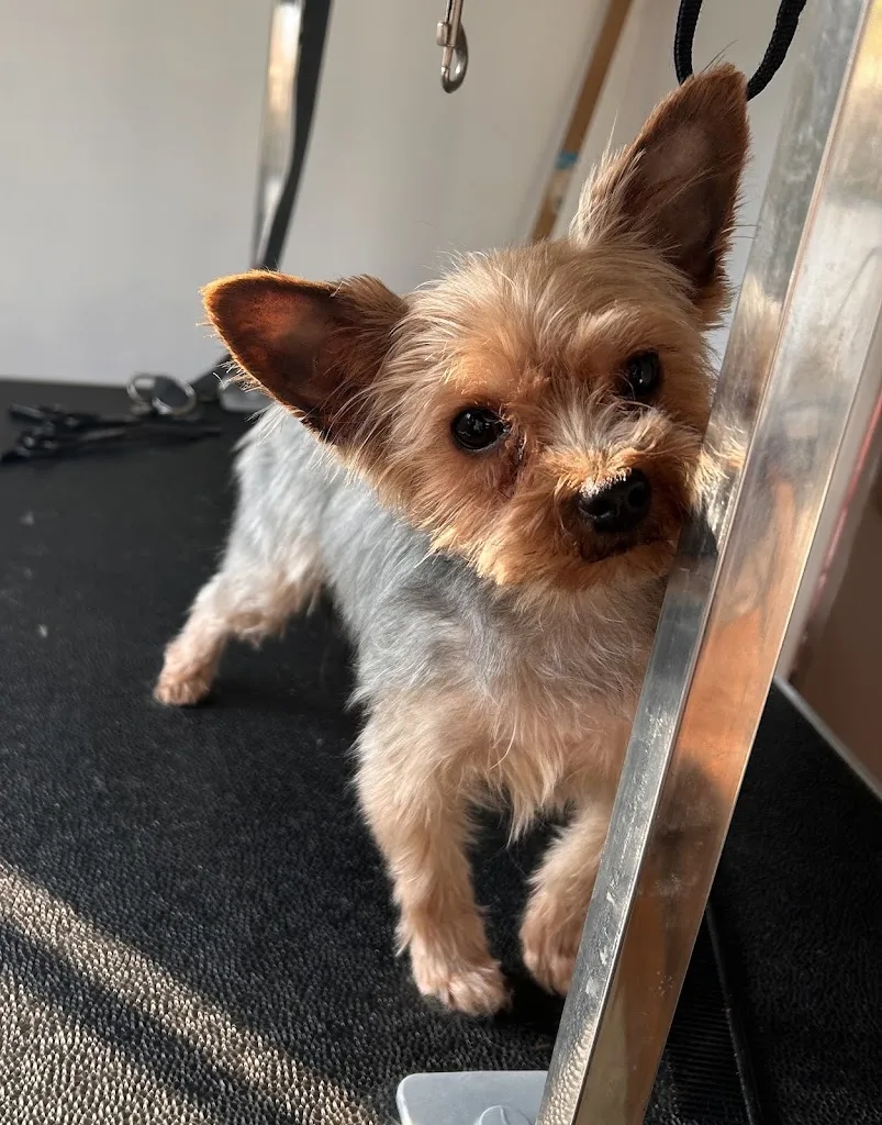Patou’seul toilettage Et Garde d’animaux autour de St Pol sur Ternoise - photo 3