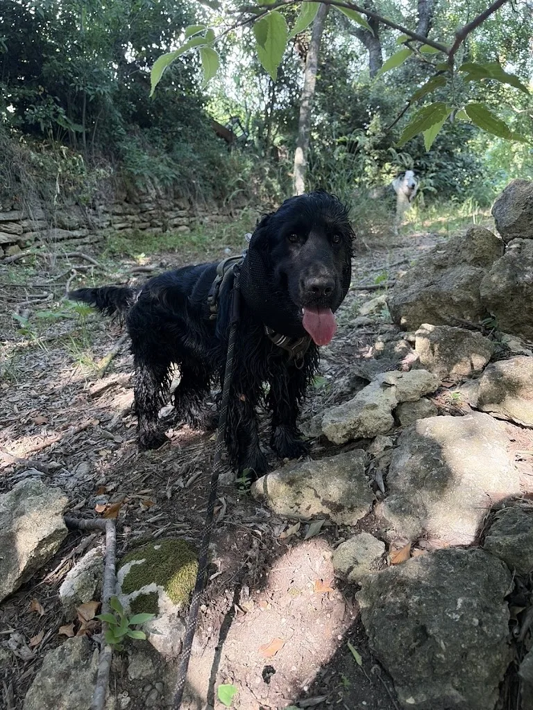 Milou Dogs Provence - photo 1
