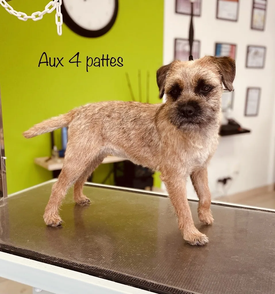 Aux 4 pattes - photo 2
