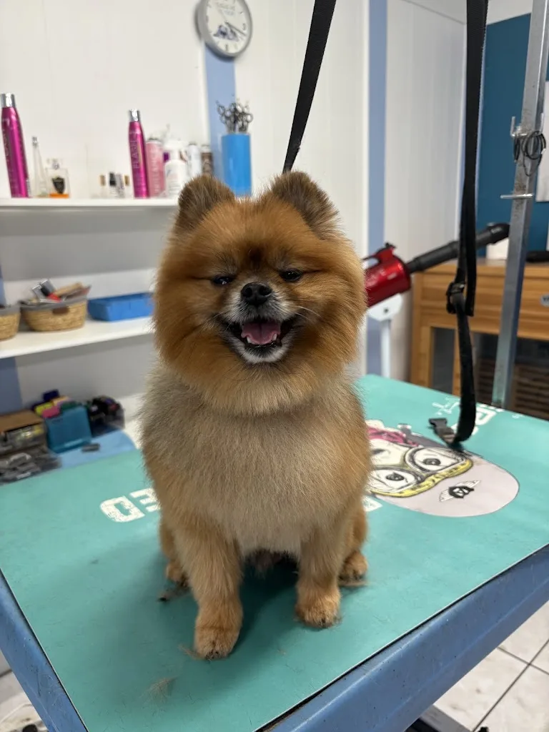 Au petit salon canin - photo 1