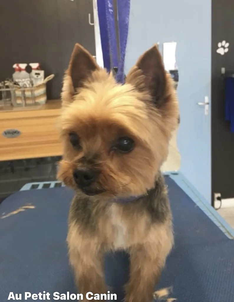 Au petit salon canin - photo 2