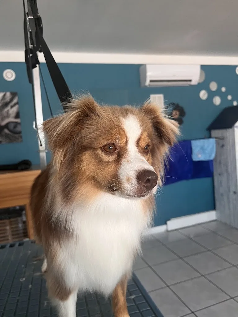 Au petit salon canin - photo 3