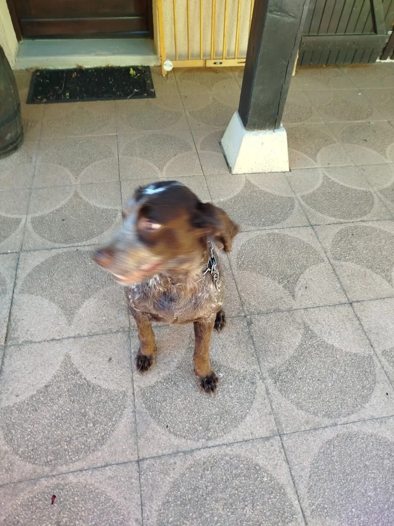 L'atelier canin - photo 3