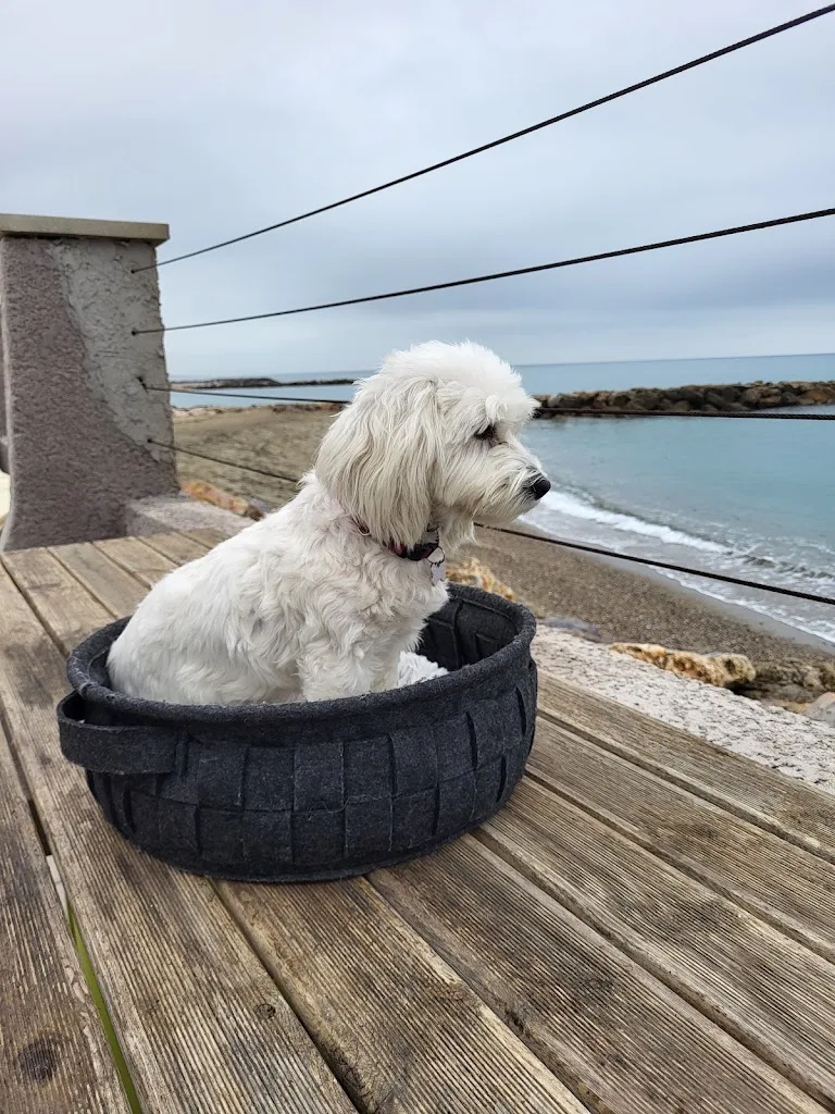 Hair Dog - photo 1
