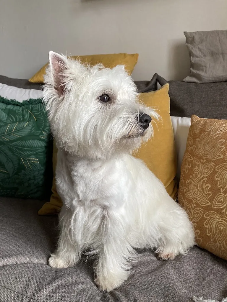 Hair Dog - photo 3