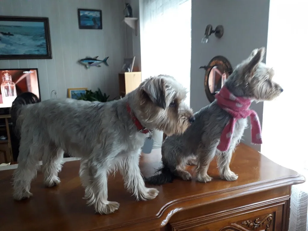 style dog toilettage canin et félin à domicile finistère(29) - photo 2