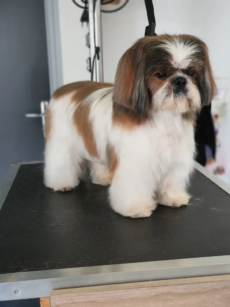 Chien Beauté - photo 2
