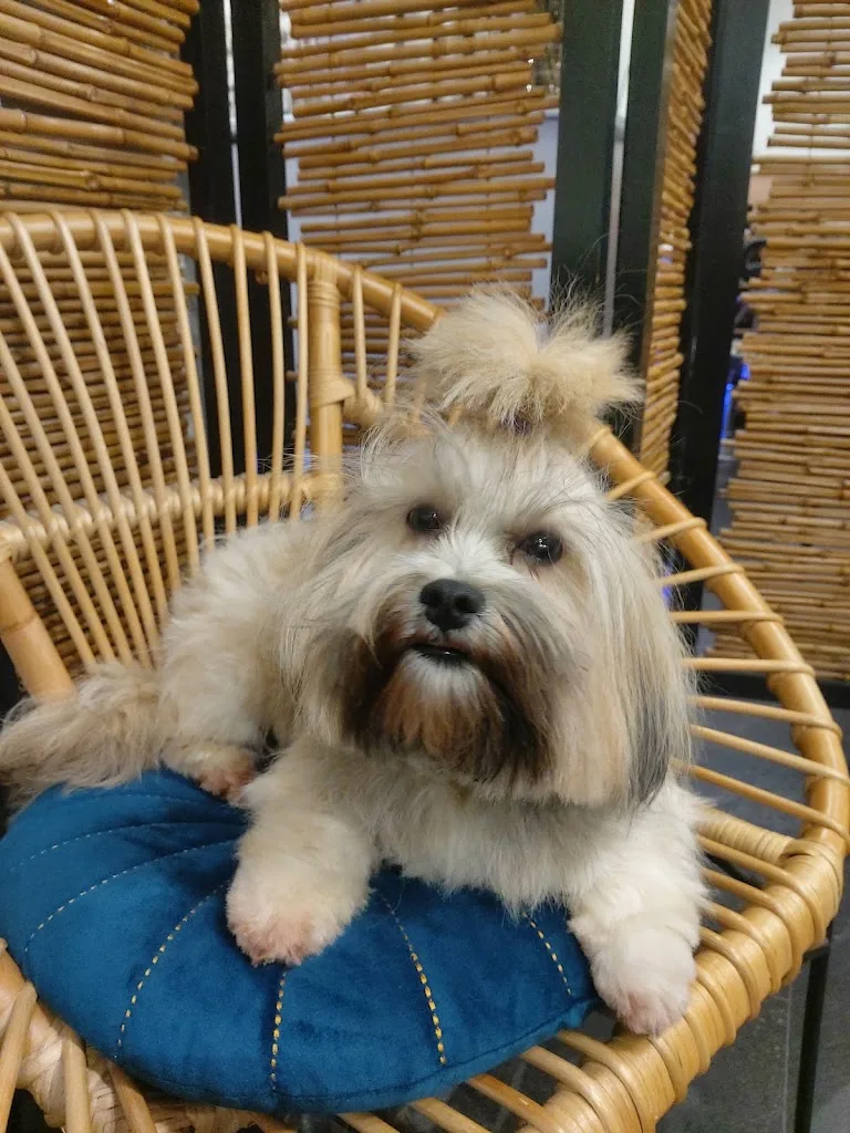 Mouss Dog Isabelle - photo 1